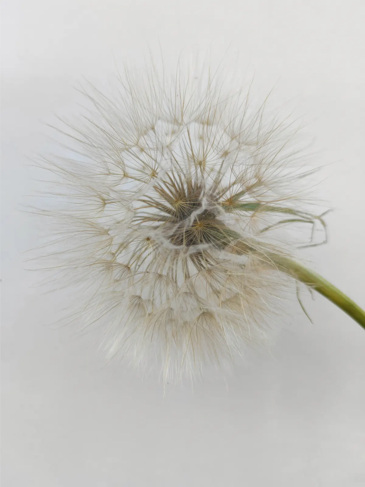 Close-up of a soft seed head on a green stem against a pale background